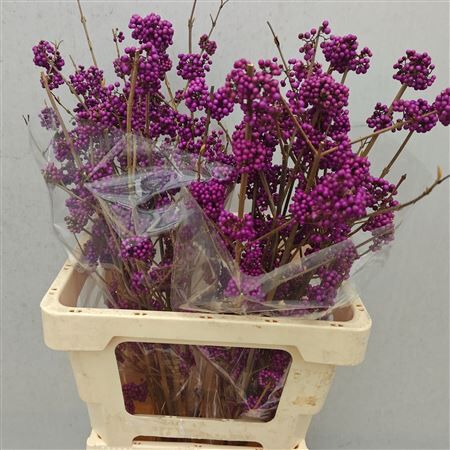 Callicarpa Bod Profusion
