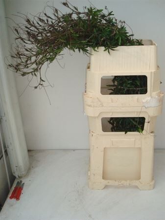 Passieflora Ranken