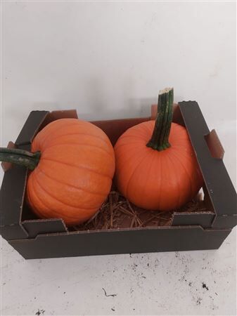 Sier Cuc P Maxima Halloween X2