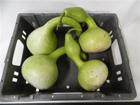 Sier Cuc P Kalabas Fles Groen X4