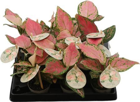 Aglaonema Lucky Red