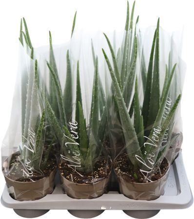 Aloe Vera