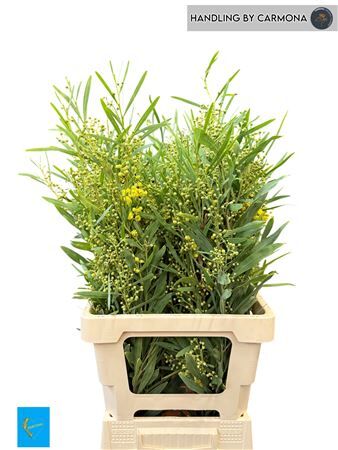 Acacia Bl Retino Bs