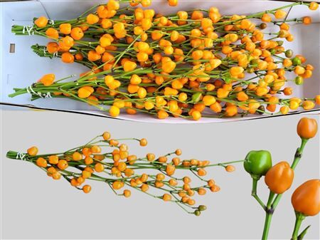 Capsicum An Oranje Bs
