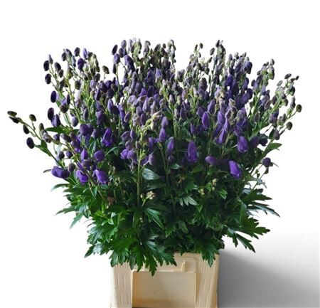 Aconitum Car Arendsii
