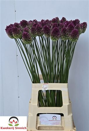 Allium Sphaerocephal