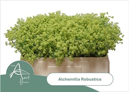Alchem M Robustica