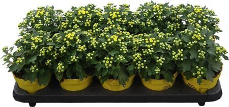 Ajan P Pacif Yellow