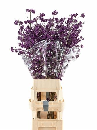 Callicarpa Bod Magical Amethea