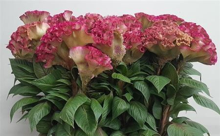 Cel King Pink