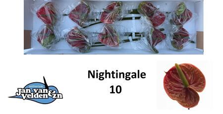 Anth A Nightingale