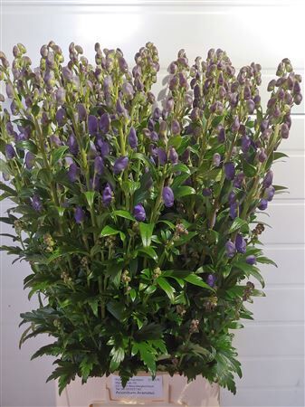 Aconitum Car Arendsii
