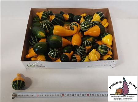 Sier Cuc P Pear Bicolor X50