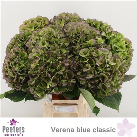 Hydr M Ch Verena Blue Cl