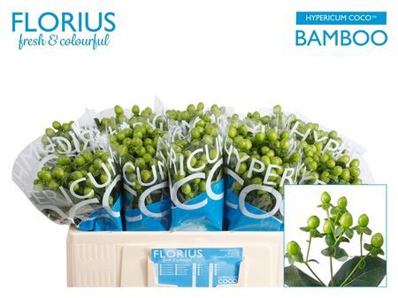 Hyp Coco Bamboo