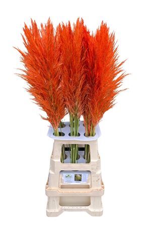 Cortaderia Opgetrokken Salm Orange Stem