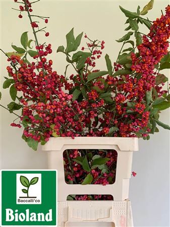 Euonymus Alatus