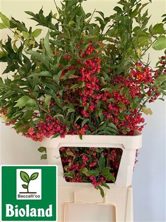 Euonymus Alatus