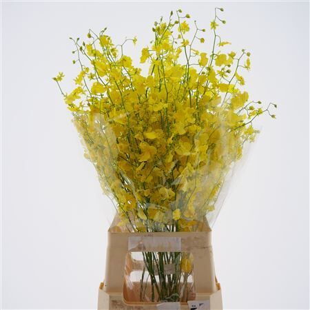 Oncidium Honey Angel Large