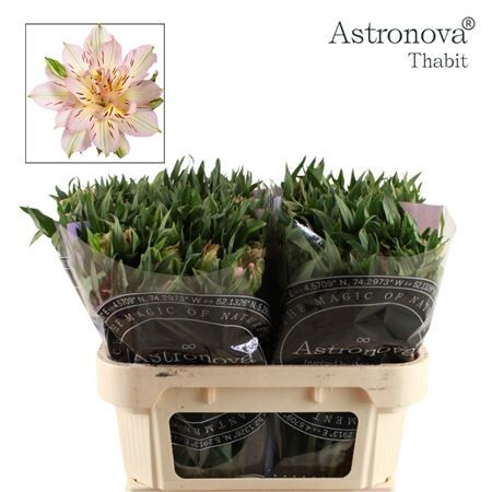 Alstr Astronova Thabit