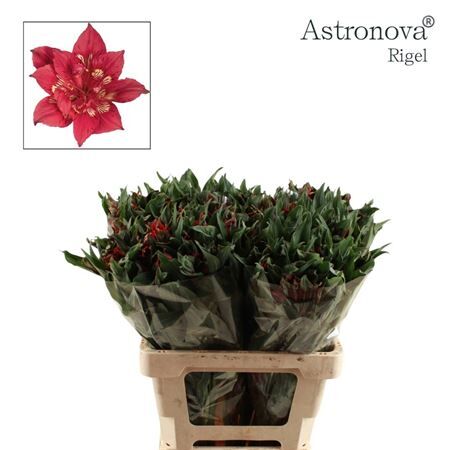 Alstr Astronova Rigel