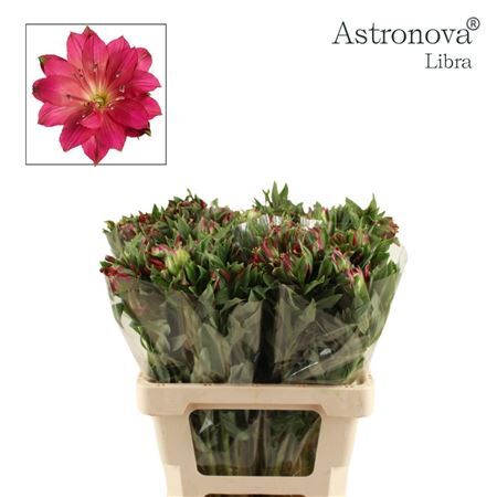Alstr Astronova Libra