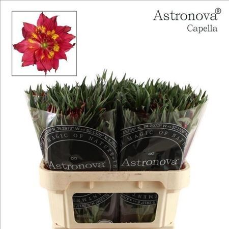 Alstr Astronova Capella