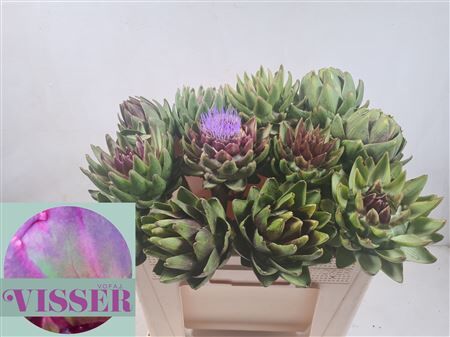 Cynara Sc Green Globe