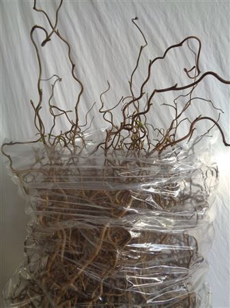 Corylus Av Contorta