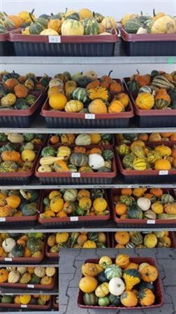 Klein Sierfruit Gemengd Plant *25