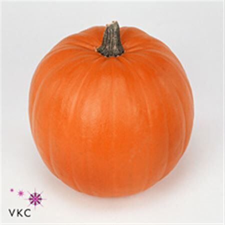 Halloween Plant2
