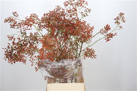 Rozenbottel Rosefruits Tops