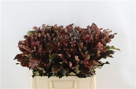 Photinia Mag Volcano
