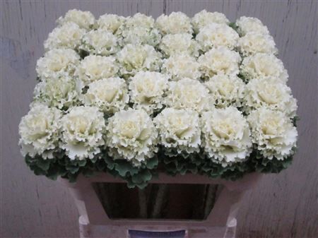 Brassica Crane Ruffle White