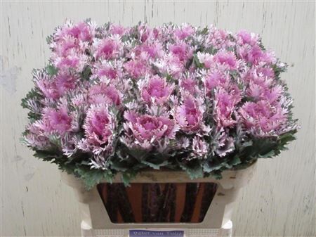 Brassica Rigel