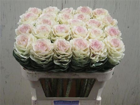 Brassica Round White