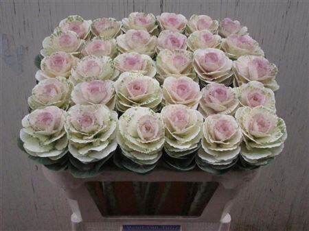 Brassica Empire Anna