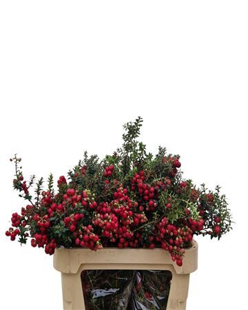 Gaultheria Mucronata