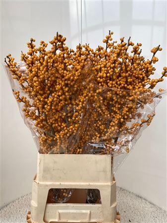 Ilex Ve Golden Verboom