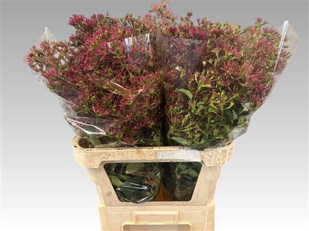 Heptacodium M Ro Red Star