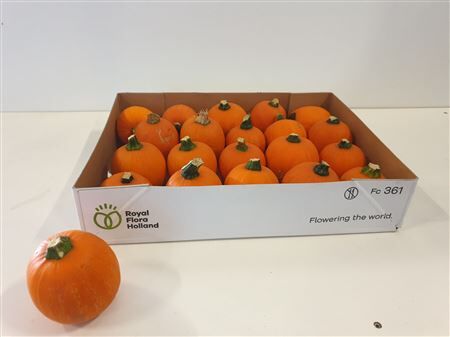 Sier Cuc P Maxima Halloween X12