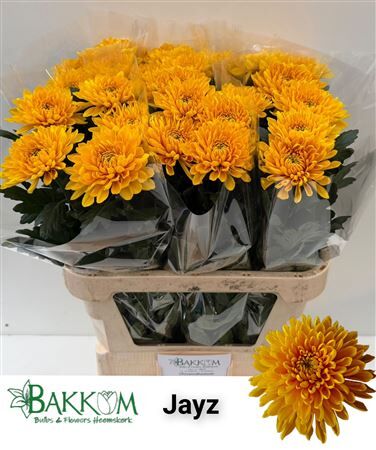 Chr G Jayz