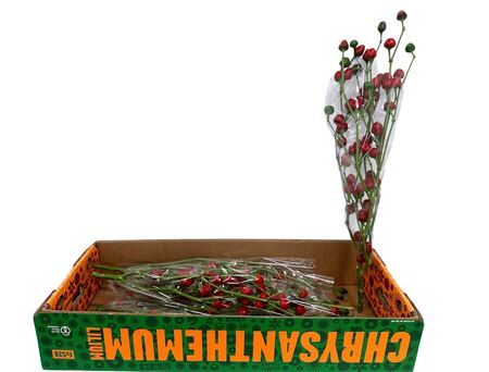 Capsicum Tak