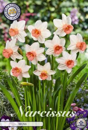 Bloembol Narcissus Iwona (x5) 12/+