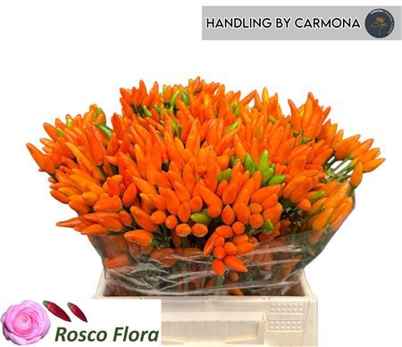 Capsicum Orange Fire