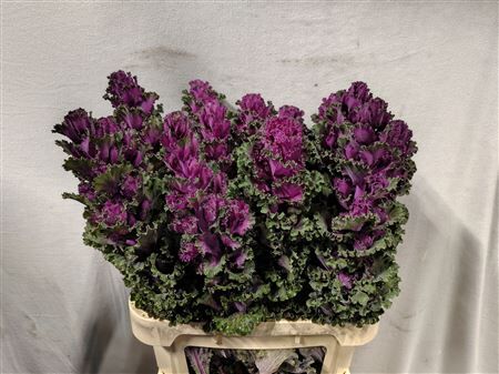 Brassica Crane Ruffle Red