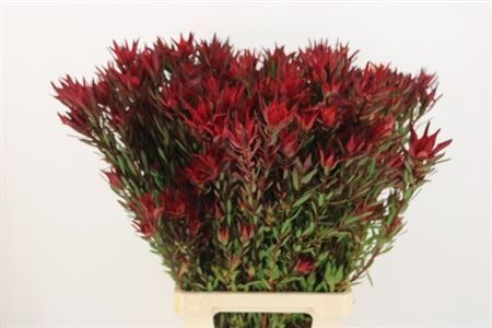 Leucad Sal Blush