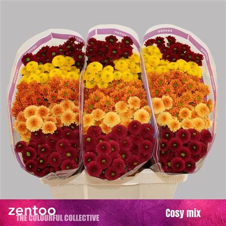 Chr S Gem Cosy