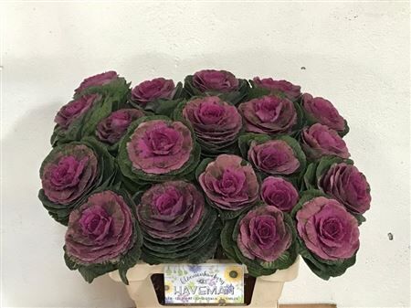 Brassica Red Crane