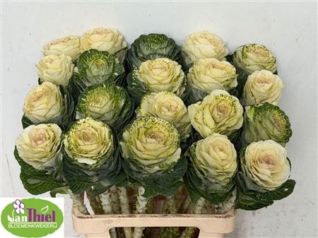 Brassica White Crane